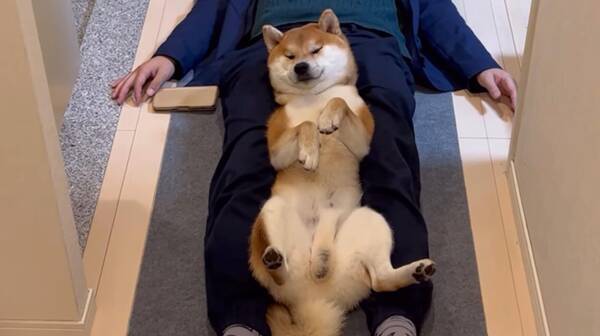 廊下に柴犬だけでなく飼い主も落ちてる 状況がシュールすぎるし 仲良しすぎてホッコリだわ 動画 22年3月11日 エキサイトニュース
