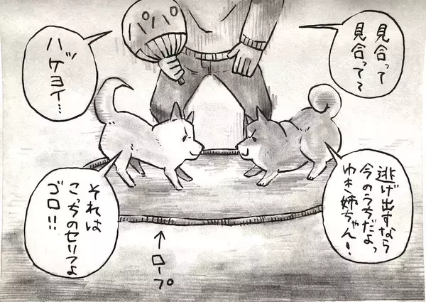 「【マンガ連載】勝手に！妄想しば  #10 「モフモフまんまるボディでも勝てない!? ゴロちゃんの弱点」作：koguma2990」の画像