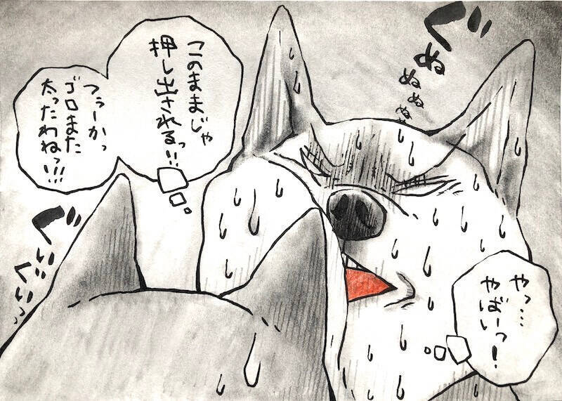 【マンガ連載】勝手に！妄想しば  #10 「モフモフまんまるボディでも勝てない!? ゴロちゃんの弱点」作：koguma2990