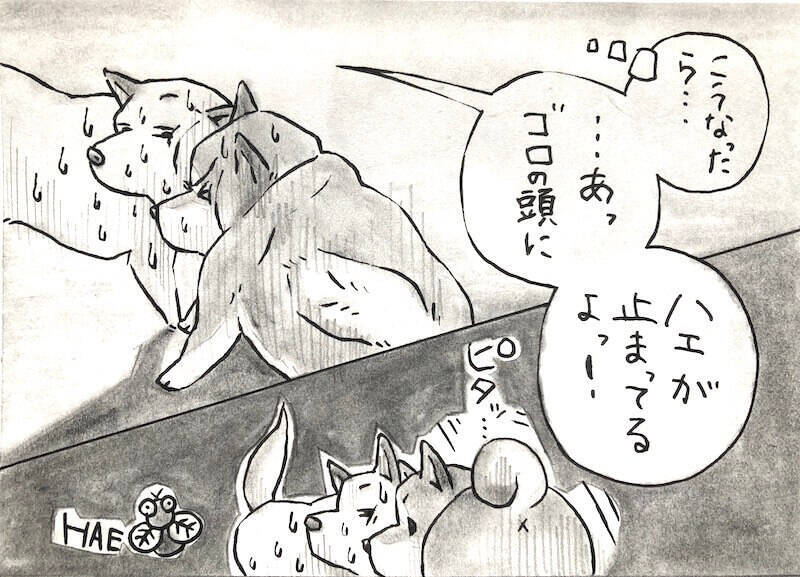 【マンガ連載】勝手に！妄想しば  #10 「モフモフまんまるボディでも勝てない!? ゴロちゃんの弱点」作：koguma2990