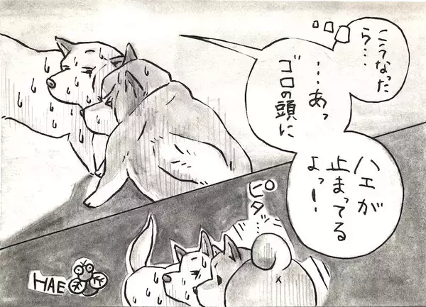 「【マンガ連載】勝手に！妄想しば  #10 「モフモフまんまるボディでも勝てない!? ゴロちゃんの弱点」作：koguma2990」の画像