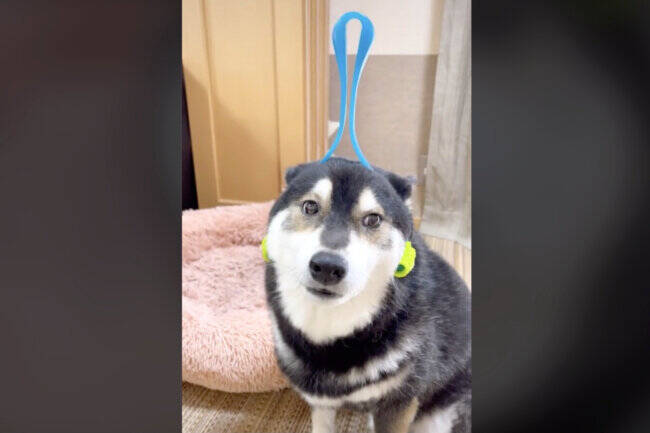 本当に犬か怪しい マッサージが好きすぎてしっかり声が出ちゃう柴犬 何回見てもツボる 動画 22年11月4日 エキサイトニュース 2 2