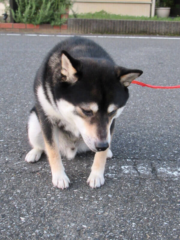申し訳ございませんー 土下座する黒猫かと思ったらイヤイヤする柴犬だった ツッコミどころありすぎか 22年3月2日 エキサイトニュース