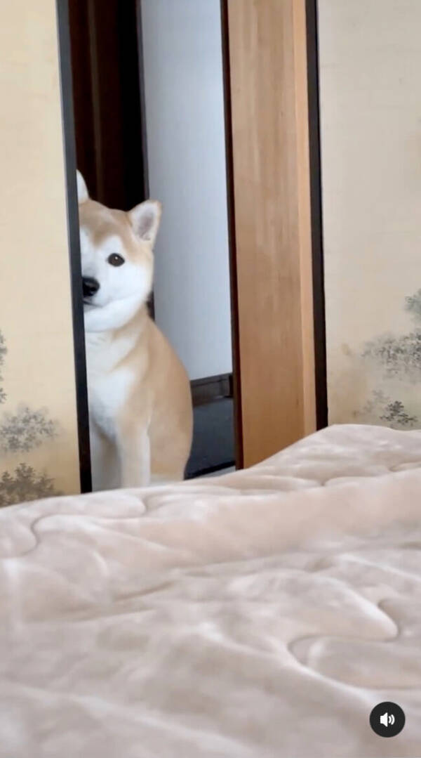 赤ちゃんが気になるけど遠慮しいな柴犬 葛藤の末 半分だけ顔をのぞかせてるの可愛い 動画あり 22年1月7日 エキサイトニュース