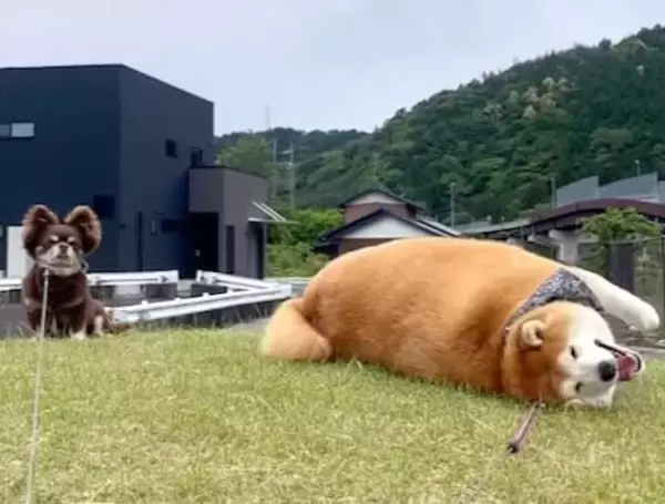 やりたい放題の柴犬と、呆れるきょうだい犬。その温度差が面白すぎる【動画】