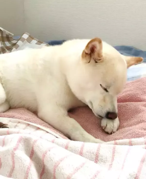 頭はグラグラのガクガク。柴犬が寝落ちする瞬間が可愛すぎて、一生リピできそう【動画】