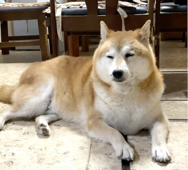 頭はグラグラのガクガク。柴犬が寝落ちする瞬間が可愛すぎて、一生リピできそう【動画】