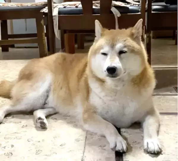 「頭はグラグラのガクガク。柴犬が寝落ちする瞬間が可愛すぎて、一生リピできそう【動画】」の画像