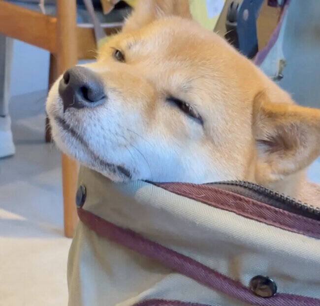 頭はグラグラのガクガク。柴犬が寝落ちする瞬間が可愛すぎて、一生リピできそう【動画】