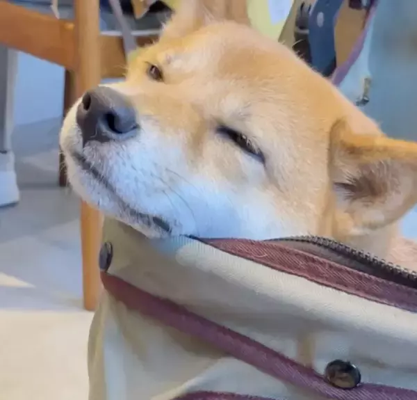 「頭はグラグラのガクガク。柴犬が寝落ちする瞬間が可愛すぎて、一生リピできそう【動画】」の画像