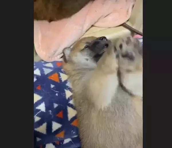 「柴犬パピーが可愛くこっち見てる♡と思いきや…実は起き上がれなくて困ってるところなのです【動画】」の画像