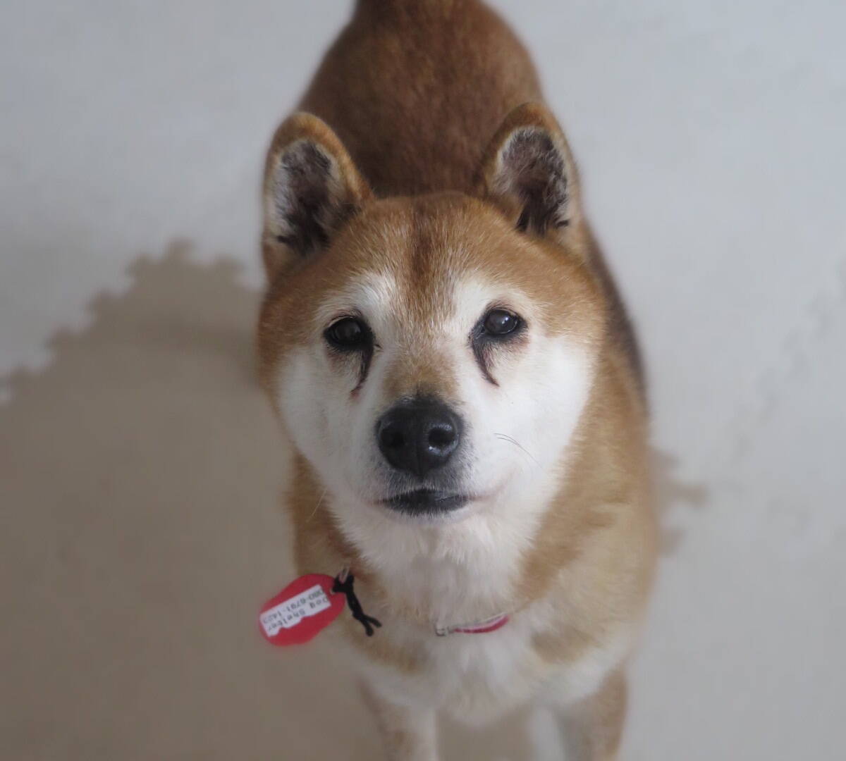 新しい家族が決まりました ひなた 10歳 関西 Dog Shelter Osaka 19年2月9日 エキサイトニュース