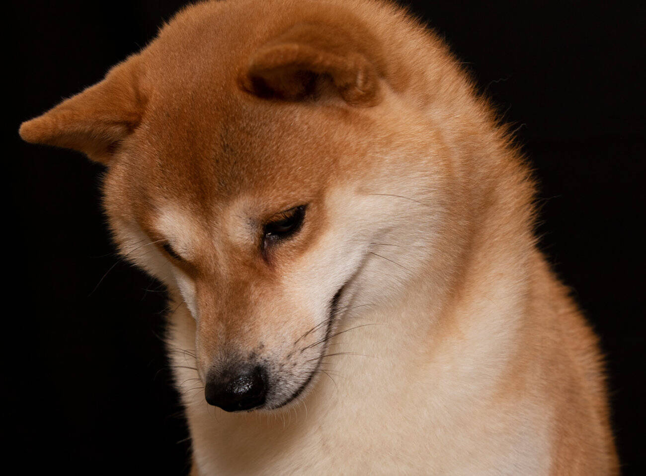 犬と暮らす人のおウチは 小さな動物園のニオイ 本気のニオイ対策を考えた結果 ジアイーノ が最強すぎた件 19年9月21日 エキサイトニュース