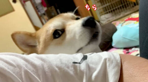 甘えたがり柴犬が 飼い主に視線でアプローチ その結果 見事ナデナデをゲットした様子がコチラです 悶絶動画 年1月7日 エキサイトニュース
