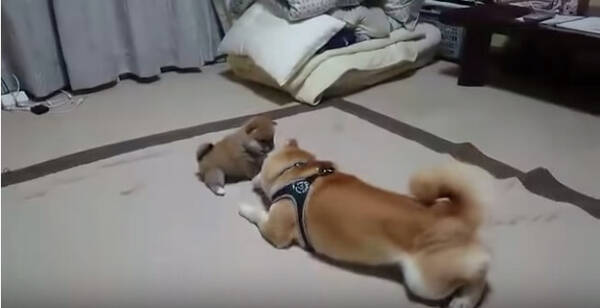 柴犬一家の大ピンチ 子犬がカゴにスッポリ事件 が勃発 その時柴パパとママは 動画 年1月11日 エキサイトニュース