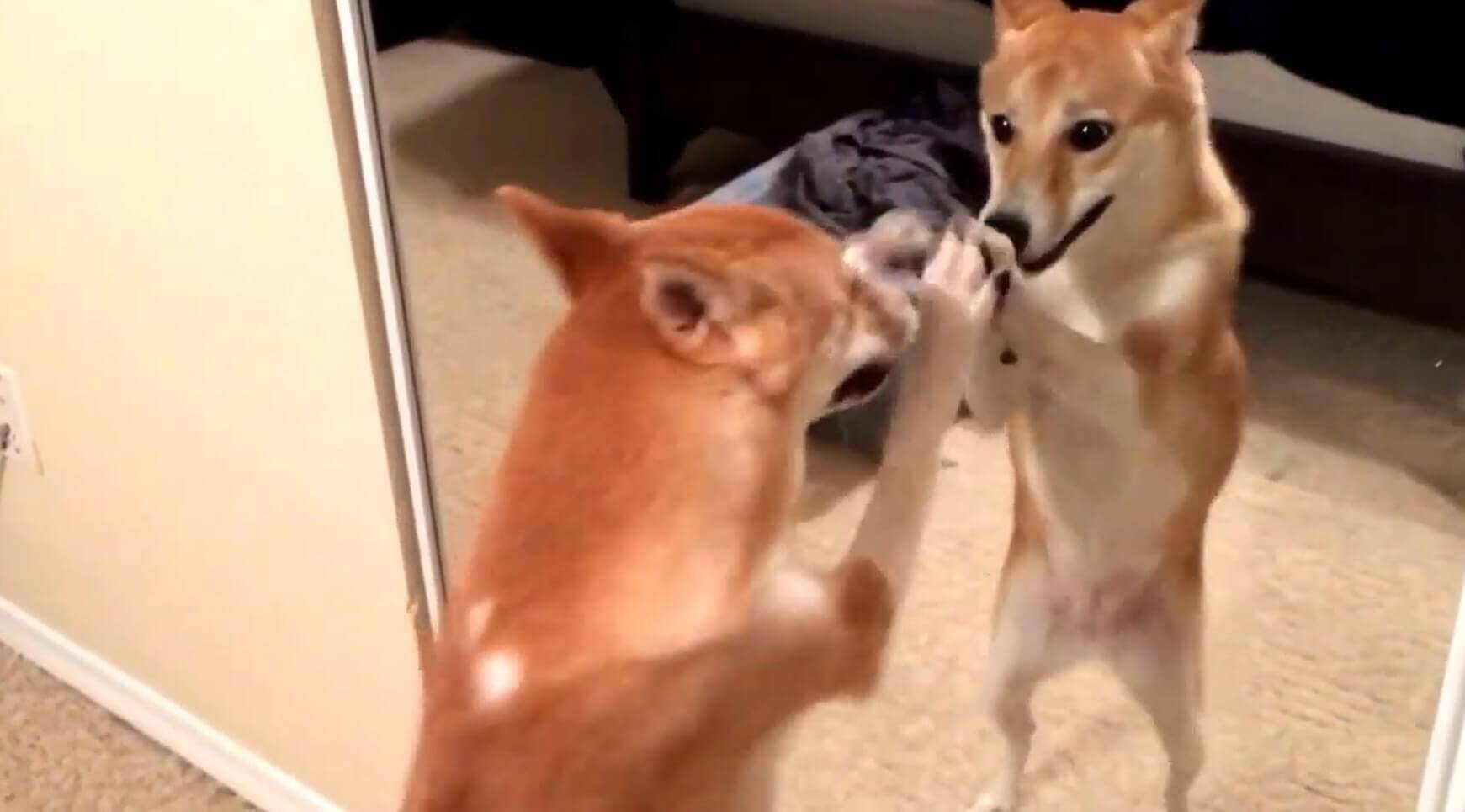 前足をﾋｮｲｯ…。鏡にうつった自分の姿が不思議でたまらない柴犬の子犬。この光景、見れば見るほどキュンだぞ…【動画