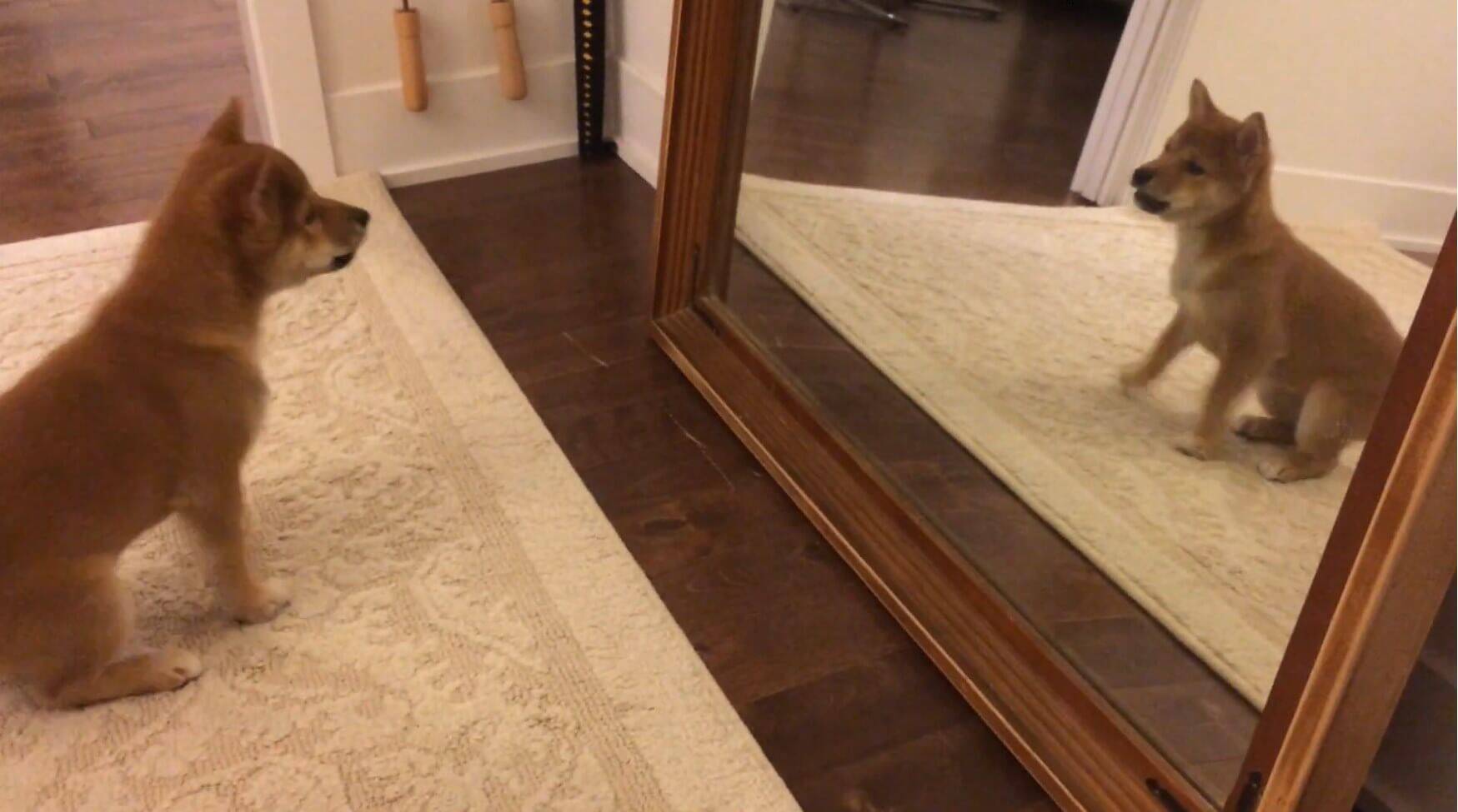 前足をﾋｮｲｯ 鏡にうつった自分の姿が不思議でたまらない柴犬の子犬 この光景 見れば見るほどキュンだぞ 動画 年6月24日 エキサイトニュース