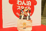 「【イベントレポート】柴犬がイベントを独占!?柴スマイルであふれた「カートラジャパン2019〜」」の画像23