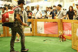「【イベントレポート】柴犬がイベントを独占!?柴スマイルであふれた「カートラジャパン2019〜」」の画像8