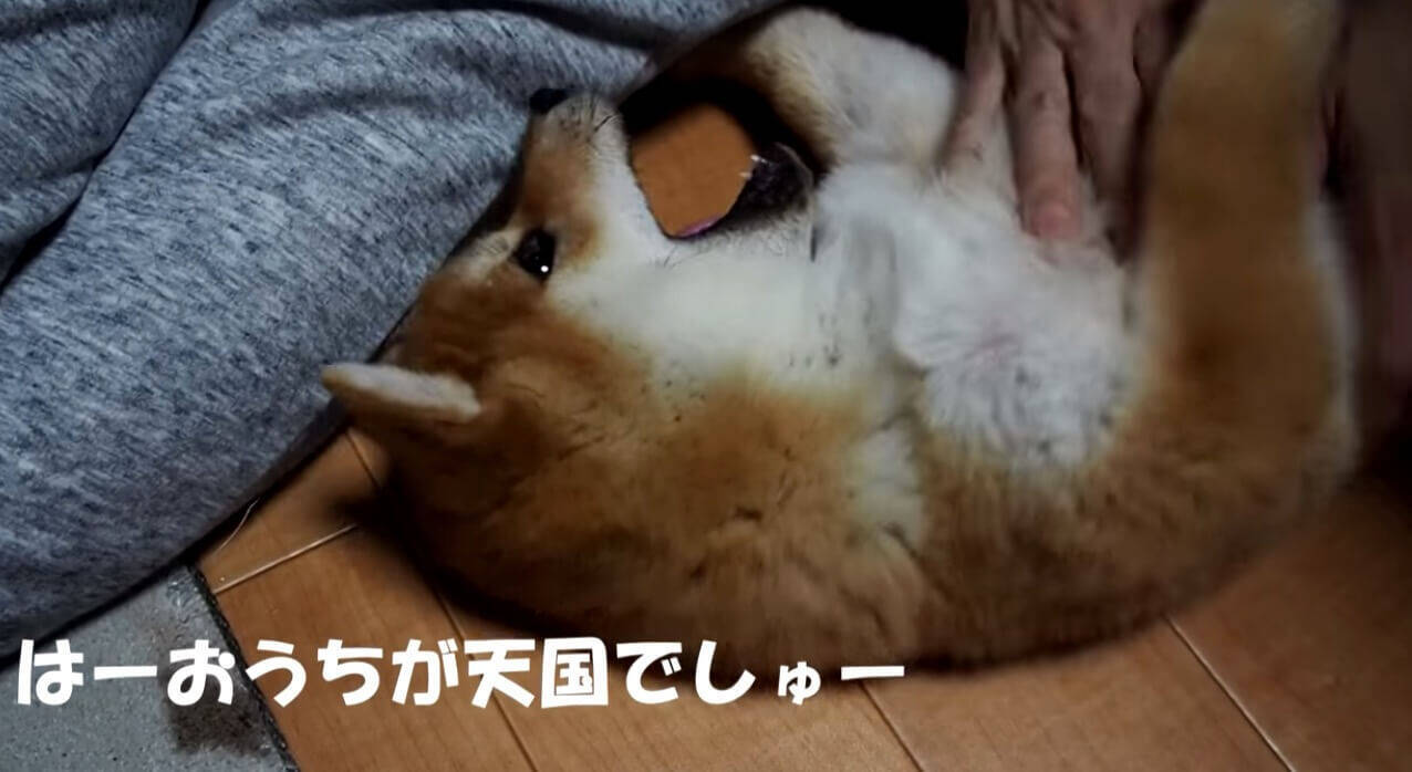 初めてのお外に微妙な面持ちの柴犬パピー しかしどこからどう見ても どの瞬間も可愛さしかなかった 動画 年4月15日 エキサイトニュース 2 2