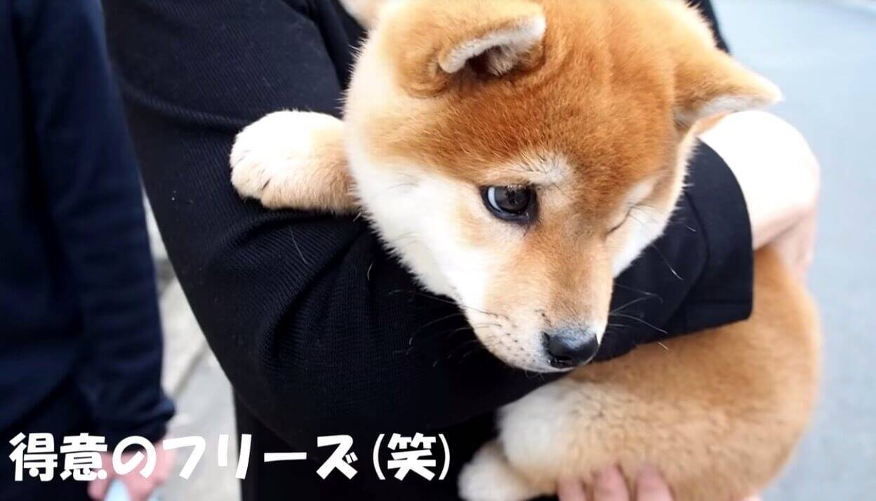 初めてのお外に微妙な面持ちの柴犬パピー しかしどこからどう見ても どの瞬間も可愛さしかなかった 動画 年4月15日 エキサイトニュース