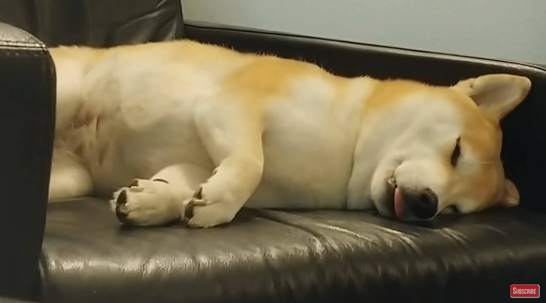 むにゃ 食べる仕草に寝言まで 夢を見ているような仕草を見せる柴犬が 丸ごとピュアで可愛すぎた 動画 年3月18日 エキサイトニュース