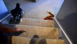 「階段が怖くてのぼれない柴犬の子犬。先輩柴の応援のもと、勇気を振り絞って…ってああもう、泣けちゃうよ！【動画】」の画像3