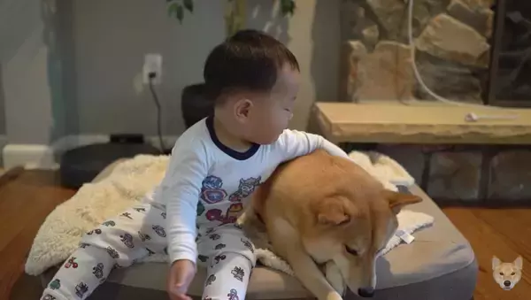 「保護者のように子供を優しく見守る柴犬、だったのに…おやつを目の前にして、立場が入れ替わってしまった件。【動画】」の画像