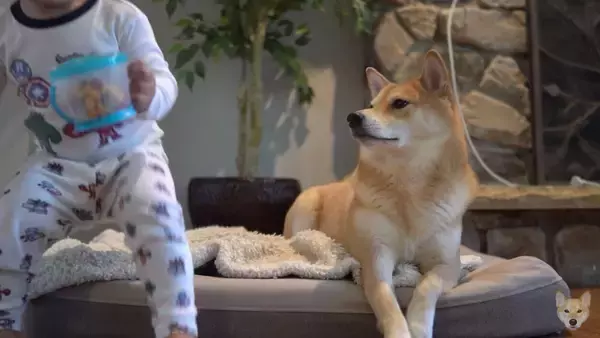 「保護者のように子供を優しく見守る柴犬、だったのに…おやつを目の前にして、立場が入れ替わってしまった件。【動画】」の画像