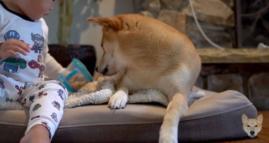 保護者のように子供を優しく見守る柴犬、だったのに…おやつを目の前にして、立場が入れ替わってしまった件。【動画】