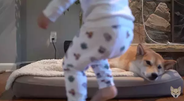 「保護者のように子供を優しく見守る柴犬、だったのに…おやつを目の前にして、立場が入れ替わってしまった件。【動画】」の画像