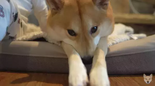 「保護者のように子供を優しく見守る柴犬、だったのに…おやつを目の前にして、立場が入れ替わってしまった件。【動画】」の画像