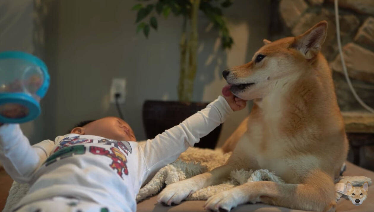 保護者のように子供を優しく見守る柴犬、だったのに…おやつを目の前にして、立場が入れ替わってしまった件。【動画】