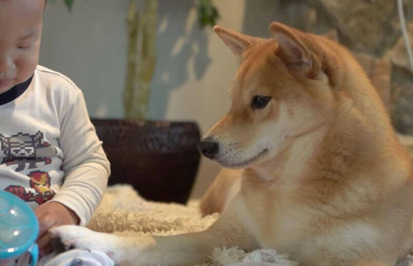 保護者のように子供を優しく見守る柴犬、だったのに…おやつを目の前にして、立場が入れ替わってしまった件。【動画】