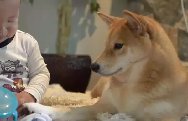 「保護者のように子供を優しく見守る柴犬、だったのに…おやつを目の前にして、立場が入れ替わってしまった件。【動画】」の画像