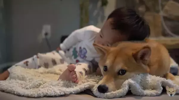 「保護者のように子供を優しく見守る柴犬、だったのに…おやつを目の前にして、立場が入れ替わってしまった件。【動画】」の画像