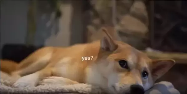 保護者のように子供を優しく見守る柴犬、だったのに…おやつを目の前にして、立場が入れ替わってしまった件。【動画】