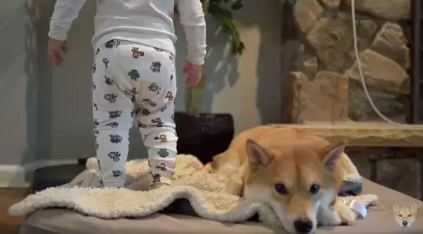 「保護者のように子供を優しく見守る柴犬、だったのに…おやつを目の前にして、立場が入れ替わってしまった件。【動画】」の画像