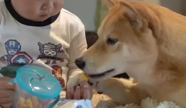 「保護者のように子供を優しく見守る柴犬、だったのに…おやつを目の前にして、立場が入れ替わってしまった件。【動画】」の画像