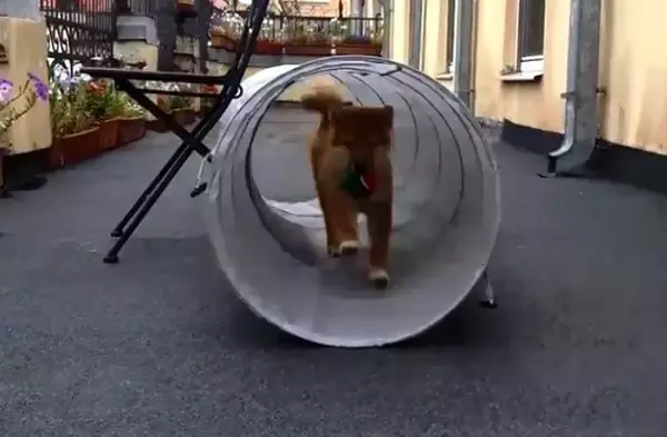 「（ｽﾀｽﾀ〜ｯ）柴犬の賢さはやっぱピカイチ。子犬だって、説明しなくても見れば大体こなしちゃうもので。【動画3本】」の画像