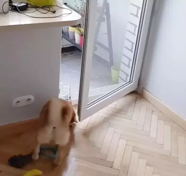 「（ｽﾀｽﾀ〜ｯ）柴犬の賢さはやっぱピカイチ。子犬だって、説明しなくても見れば大体こなしちゃうもので。【動画3本】」の画像