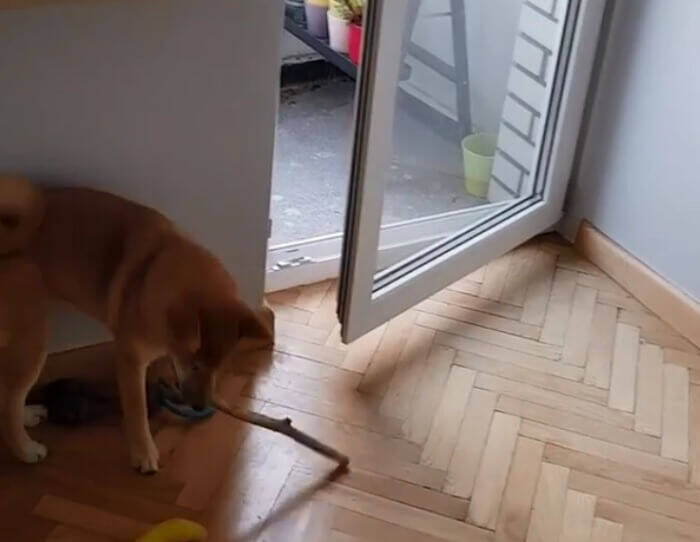 （ｽﾀｽﾀ〜ｯ）柴犬の賢さはやっぱピカイチ。子犬だって、説明しなくても見れば大体こなしちゃうもので。【動画3本】