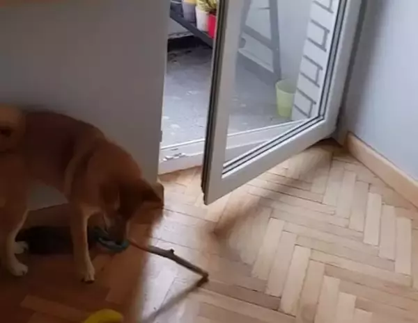 「（ｽﾀｽﾀ〜ｯ）柴犬の賢さはやっぱピカイチ。子犬だって、説明しなくても見れば大体こなしちゃうもので。【動画3本】」の画像