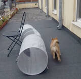 「（ｽﾀｽﾀ〜ｯ）柴犬の賢さはやっぱピカイチ。子犬だって、説明しなくても見れば大体こなしちゃうもので。【動画3本】」の画像1