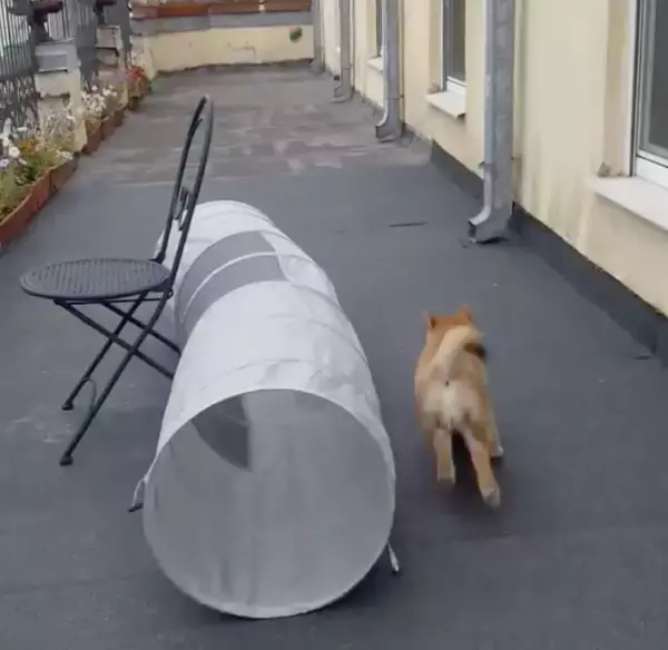 （ｽﾀｽﾀ〜ｯ）柴犬の賢さはやっぱピカイチ。子犬だって、説明しなくても見れば大体こなしちゃうもので。【動画3本】