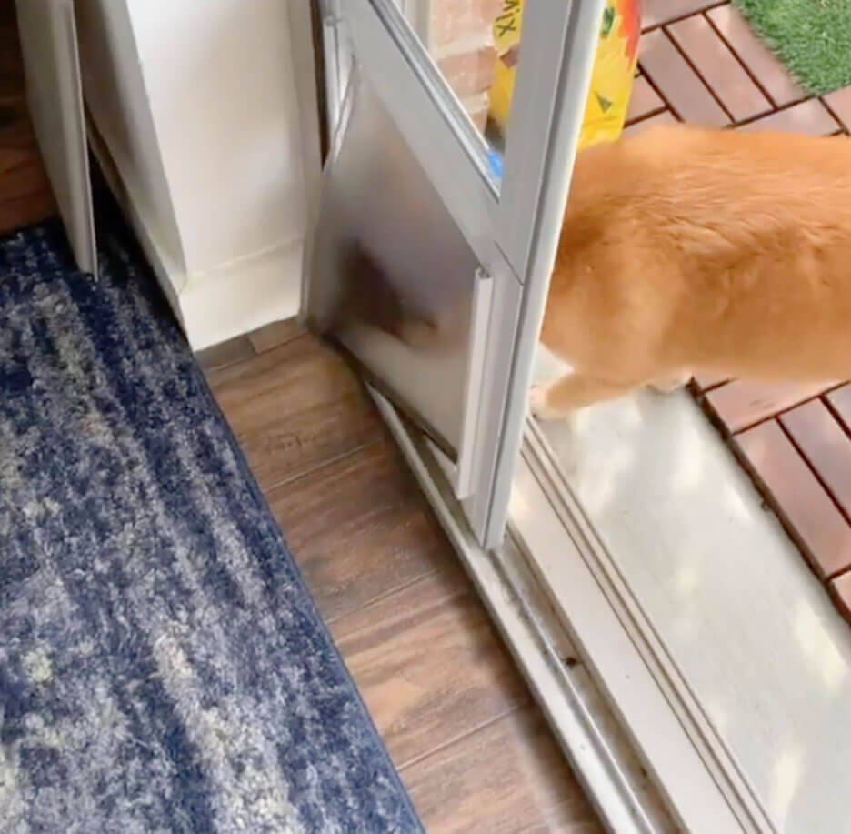 （ｽﾀｽﾀ〜ｯ）柴犬の賢さはやっぱピカイチ。子犬だって、説明しなくても見れば大体こなしちゃうもので。【動画3本】