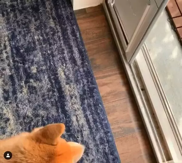 「（ｽﾀｽﾀ〜ｯ）柴犬の賢さはやっぱピカイチ。子犬だって、説明しなくても見れば大体こなしちゃうもので。【動画3本】」の画像