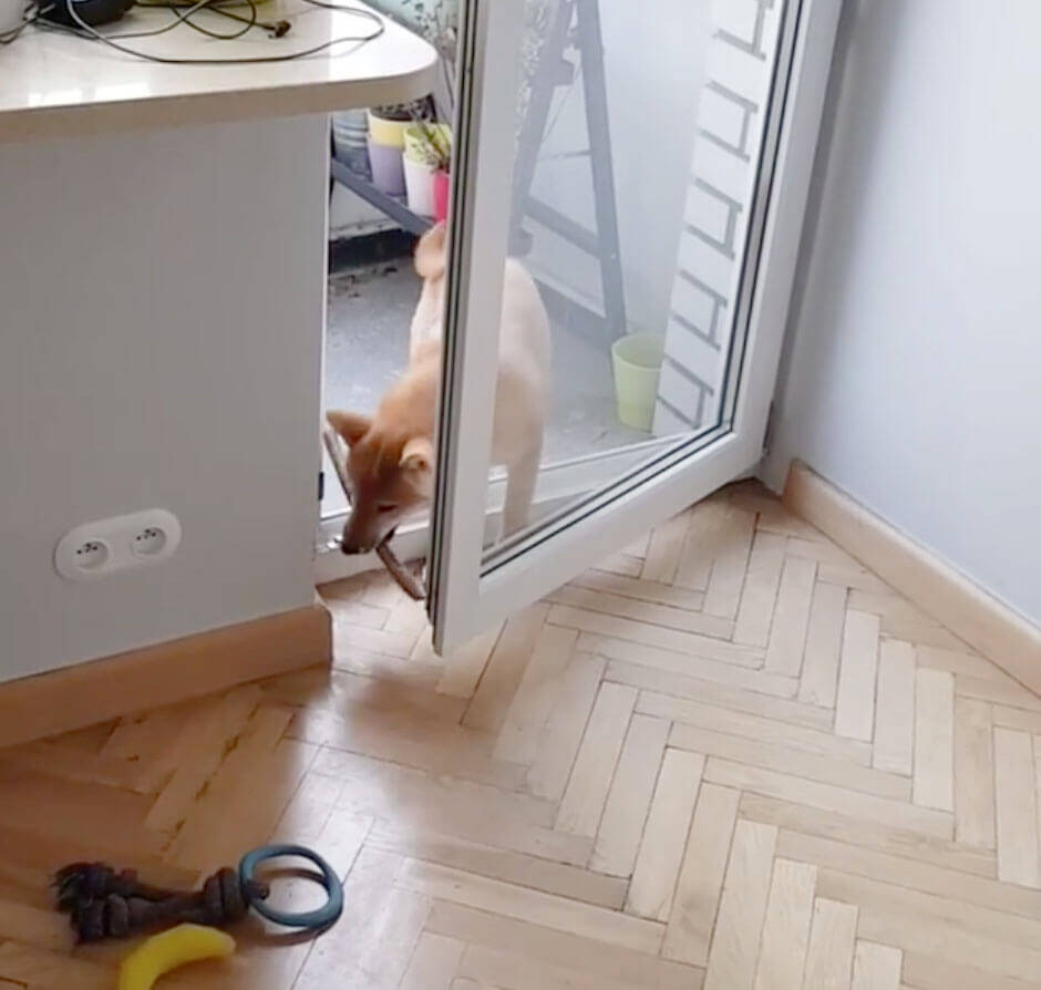 （ｽﾀｽﾀ〜ｯ）柴犬の賢さはやっぱピカイチ。子犬だって、説明しなくても見れば大体こなしちゃうもので。【動画3本】