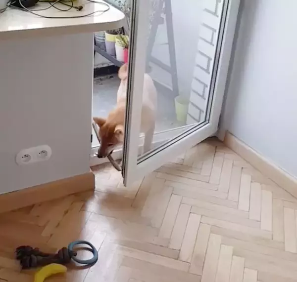 「（ｽﾀｽﾀ〜ｯ）柴犬の賢さはやっぱピカイチ。子犬だって、説明しなくても見れば大体こなしちゃうもので。【動画3本】」の画像