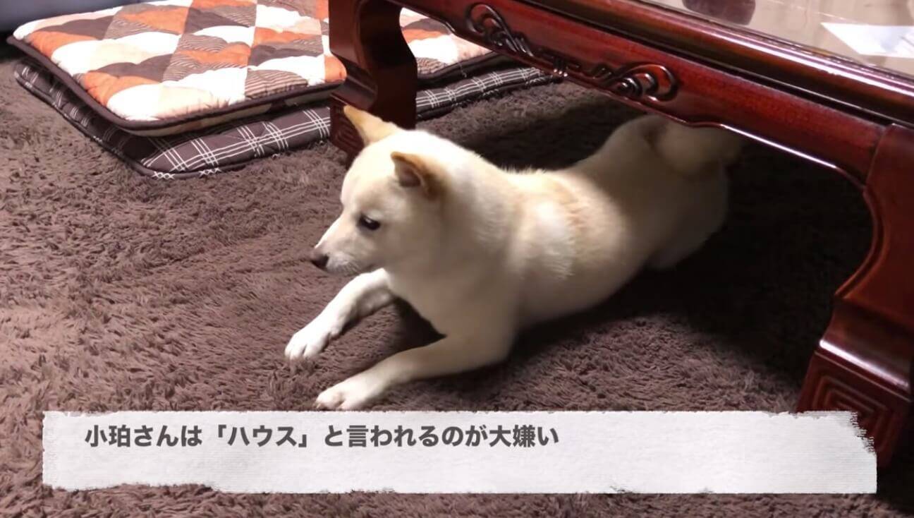 ハウスが大嫌いな柴犬 困った飼い主が編み出した コロコロ誘惑作戦 に無事食いついた が 動画 19年12月22日 エキサイトニュース